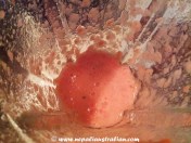 simple chicken curry (5)