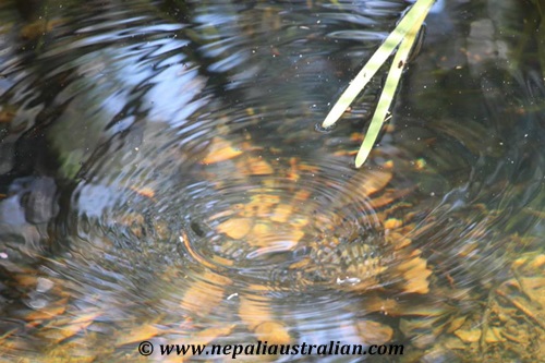Wattamolla Beach  (7)