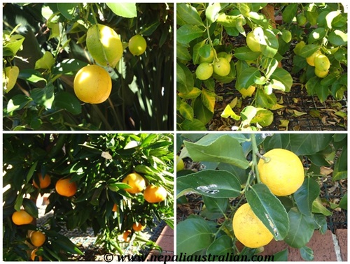lemon tree