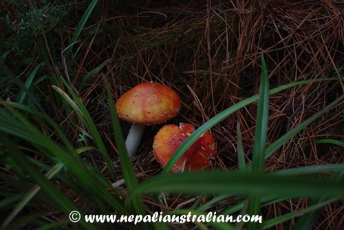 Rotorua and Wai-O-Tapu (21)