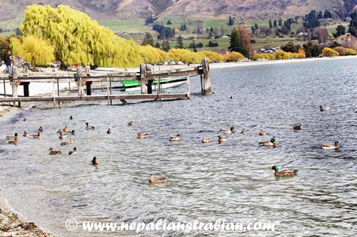 Wanaka (14)