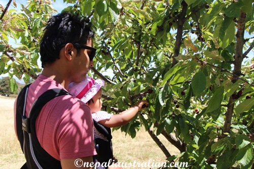 Cherry picking (1)