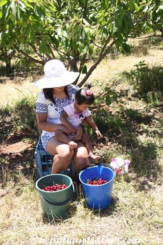 Cherry picking (4)