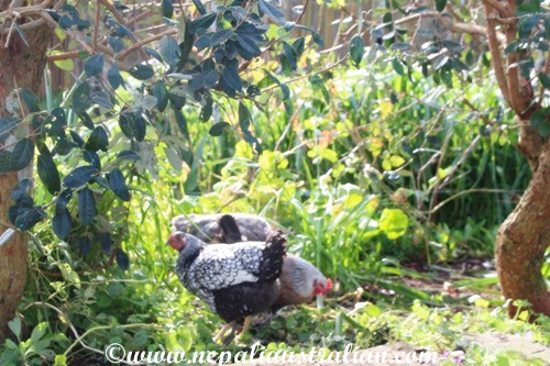 sustainable-backyard-2